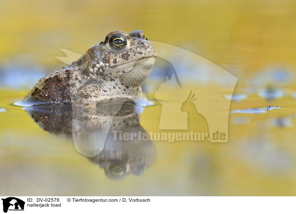 Kreuzkrte / natterjack toad / DV-02576
