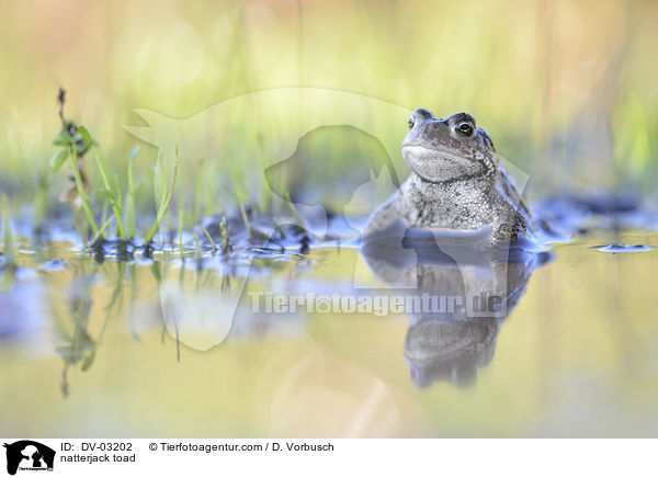 Kreuzkrte / natterjack toad / DV-03202