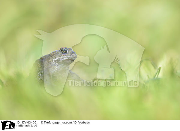 Kreuzkrte / natterjack toad / DV-03406