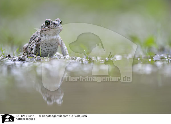 Kreuzkrte / natterjack toad / DV-03544