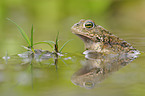 natterjack toad