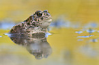 natterjack toad