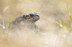 natterjack toad