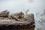 natterjack toad