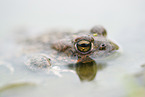 natterjack toad