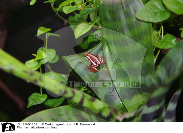 Dreifarben-Pfeilgiftfrosch / Phantasmal poison dart frog / BM-01153