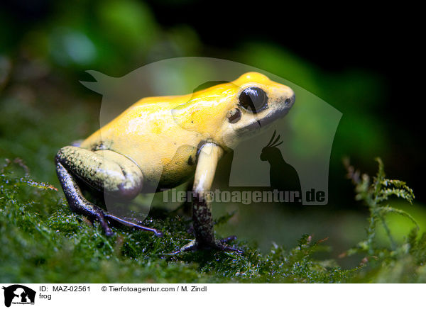 frog / MAZ-02561