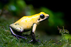 frog