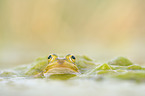 pool frog