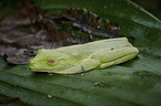 red-eyed tree frog