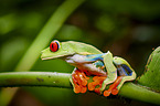 red-eyed tree frog