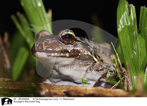 Savage's thin-toed frog / JR-05699