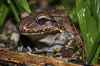 Savage's thin-toed frog