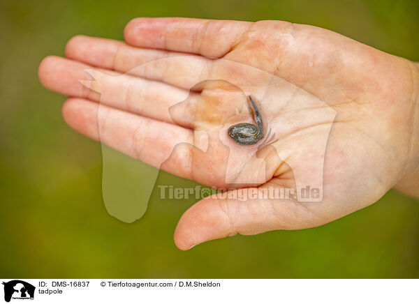 Kaulquappe / tadpole / DMS-16837