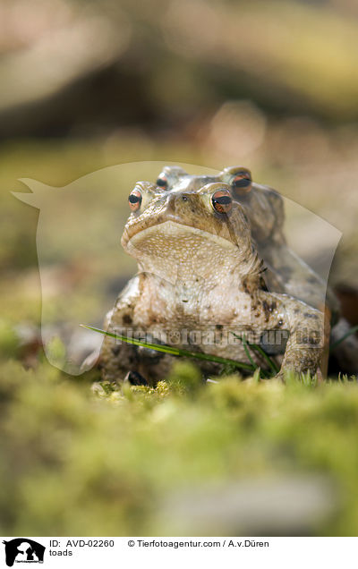 Krten / toads / AVD-02260