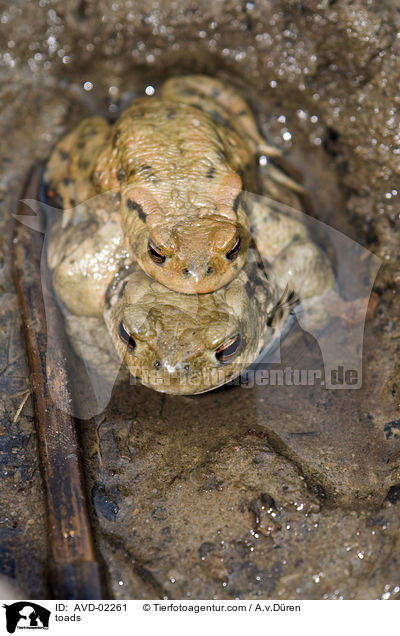 Krten / toads / AVD-02261