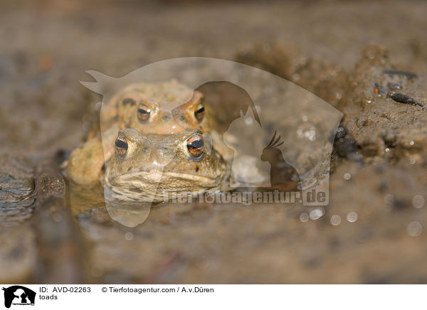Krten / toads / AVD-02263