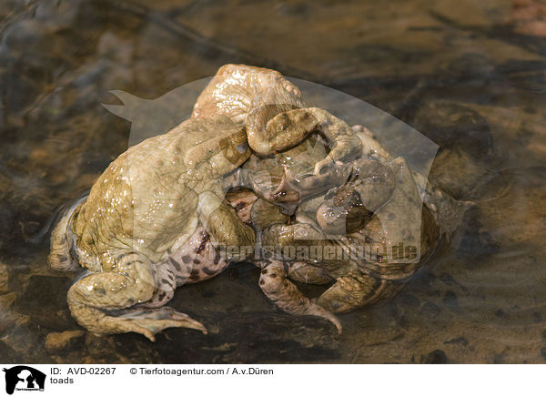 Krten / toads / AVD-02267