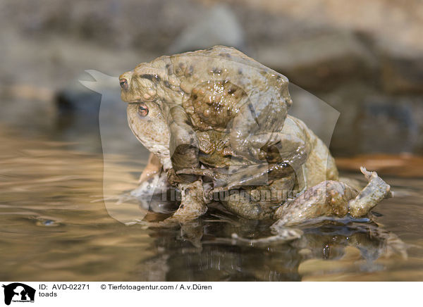 Krten / toads / AVD-02271