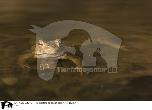 Krte / toad / AVD-02273