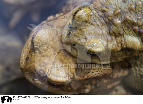 Krten / toads / AVD-02279