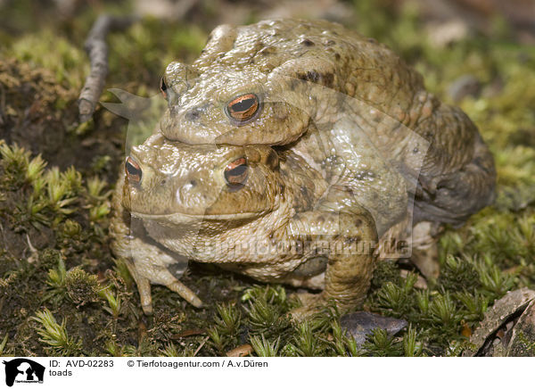 Krten / toads / AVD-02283
