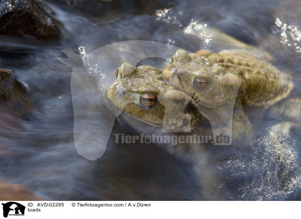 Krten / toads / AVD-02285