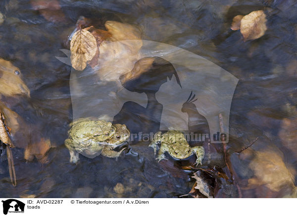 Krten / toads / AVD-02287