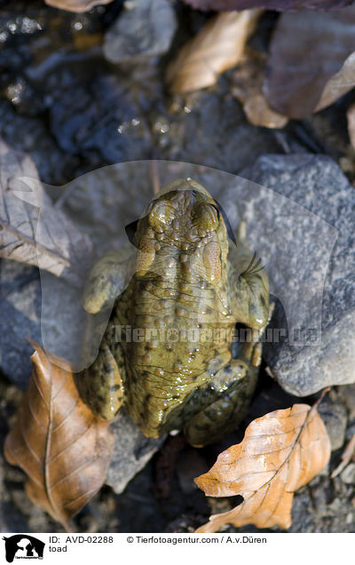 Krte / toad / AVD-02288