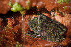 Vietnamese mossy frog