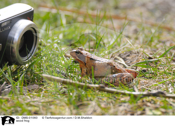 wood frog / DMS-01060