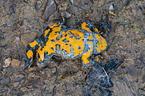 yellow-bellied toad