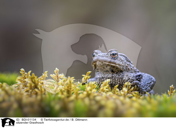 sitzender Grasfrosch / sitting Grass Frog / BDI-01134