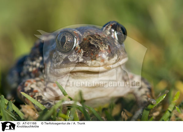 Knoblauchkr�te / European common spadefoot / AT-01166