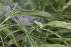Laubfrosch sitzt auf Blatt