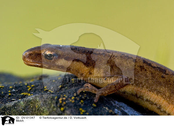 Molch / DV-01347