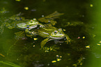 Teichfrosch im See