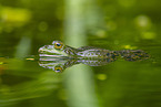 Teichfrosch im See