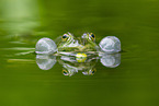 Teichfrosch im See