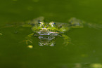 Teichfrosch im See