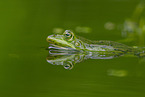 Teichfrosch im See