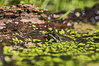 Teichfrosch