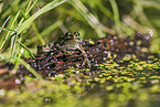 Teichfrosch