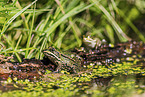 Teichfrosch