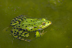Wasserfrosch
