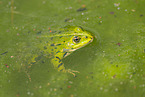 Wasserfrosch