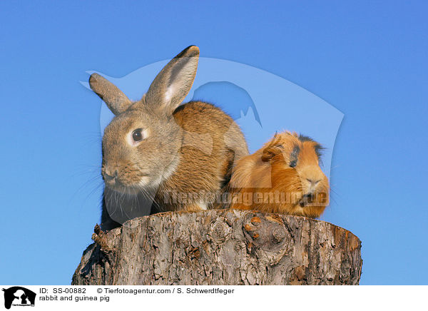 rabbit and guinea pig / SS-00882