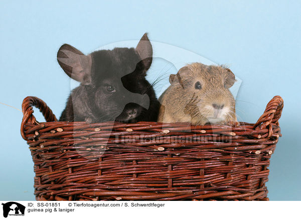 guinea pig & laniger / SS-01851