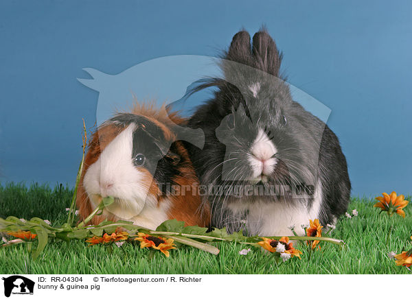 bunny & guinea pig / RR-04304