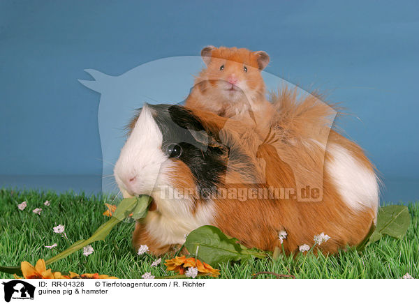 Rosettenmeerschwein & Hamster / guinea pig & hamster / RR-04328